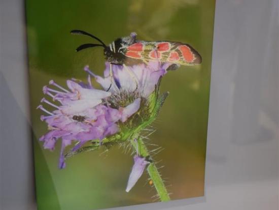 Fotogalerie